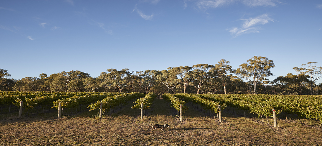 Nashdale Lane vines